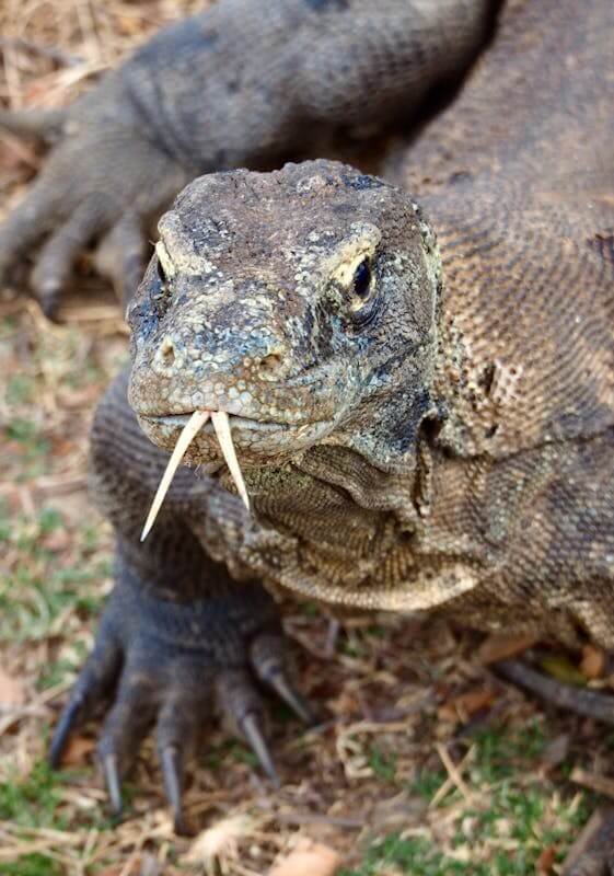 komodo island